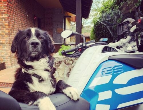 ¿Cómo llevar tu perro en moto?